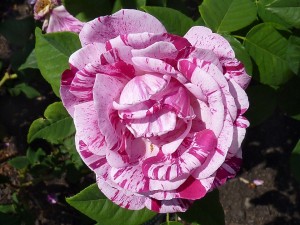 FERDINAND PICHARD (Hybrid Perpetual)